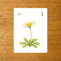 Les Fleurs - Cartes à compter de 1 à 10