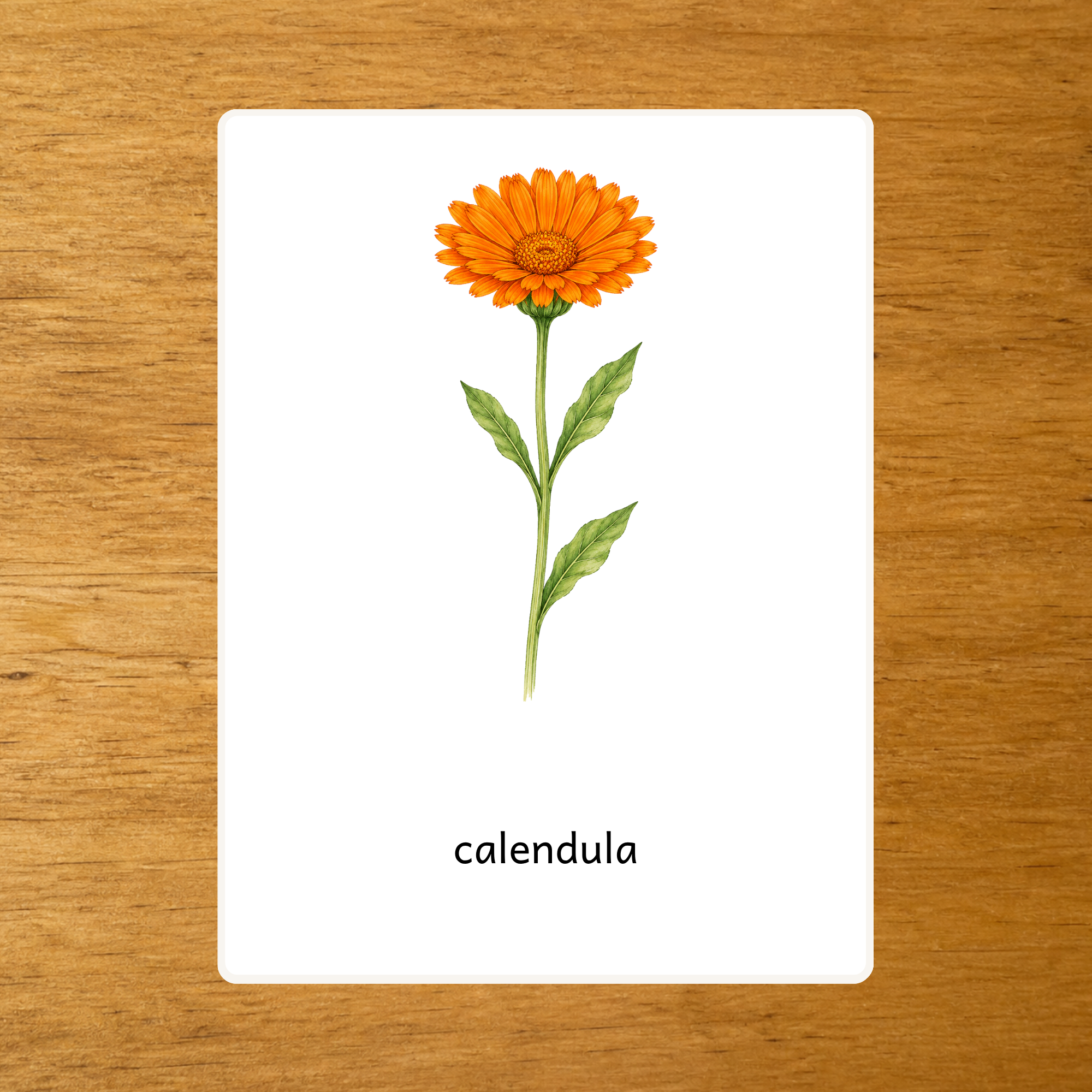 Le Calendula - Carte de nomenclature - PDF à imprimer