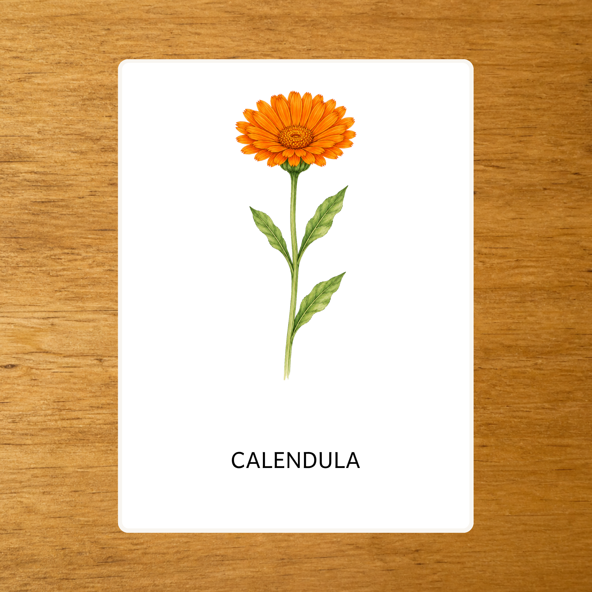 Le Calendula - Carte de nomenclature - PDF à imprimer