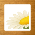 Les Fleurs - mise en paire : zoom
