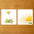 Les Fleurs - mise en paire : zoom