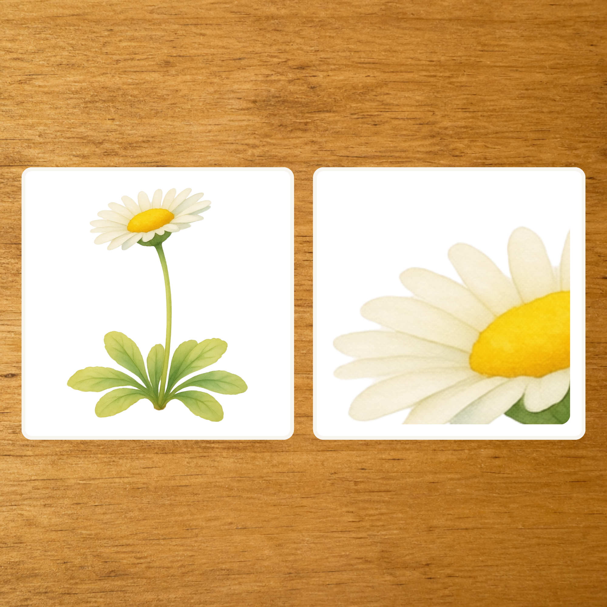Les Fleurs - mise en paire : zoom