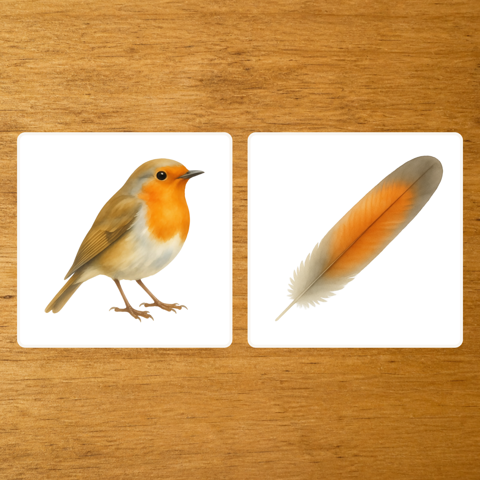 Les Oiseaux - mise en paire : plume