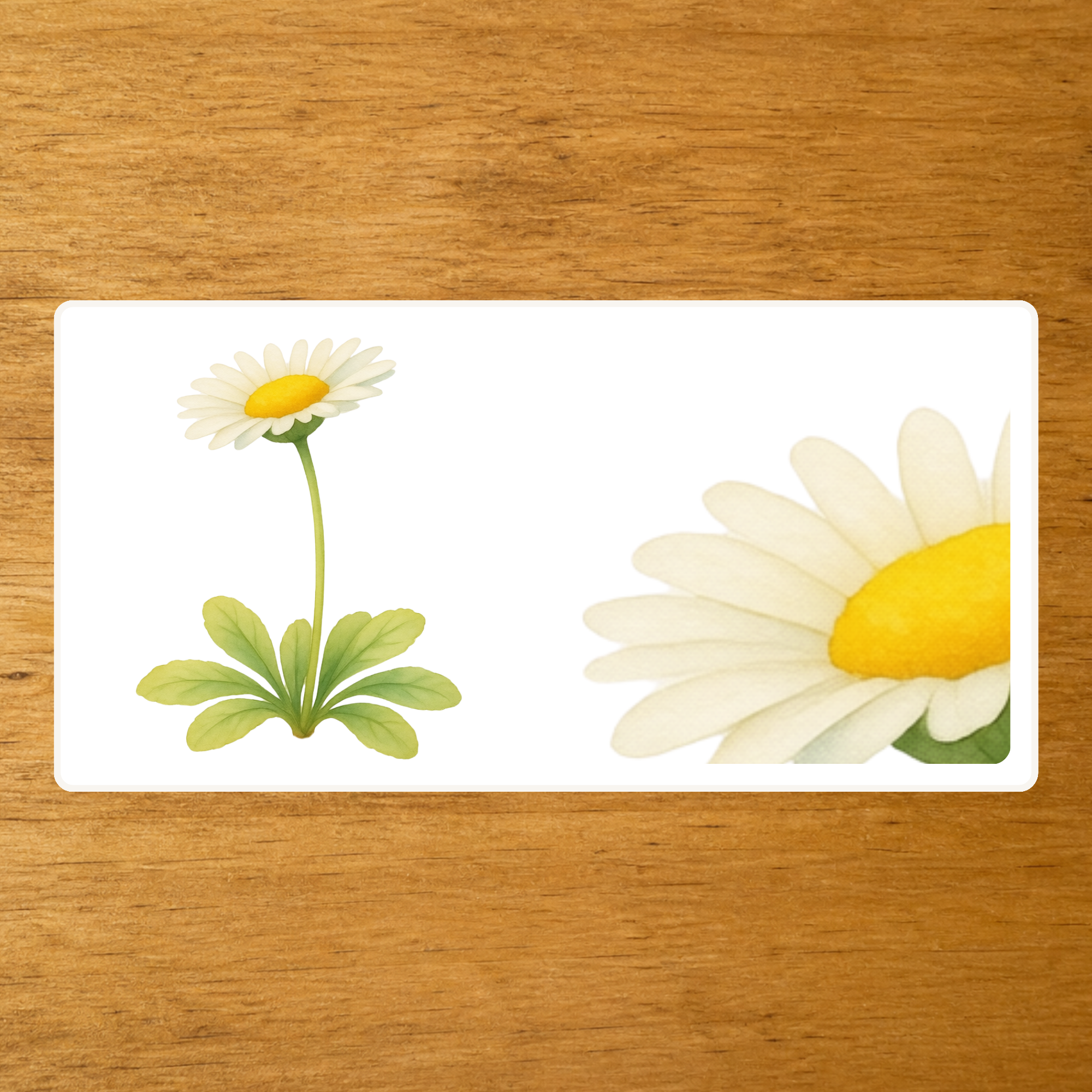 Les Fleurs - mise en paire : zoom