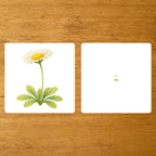Les Fleurs - mise en paire - loupe