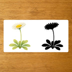 Les Fleurs - mise en paire : silhouette