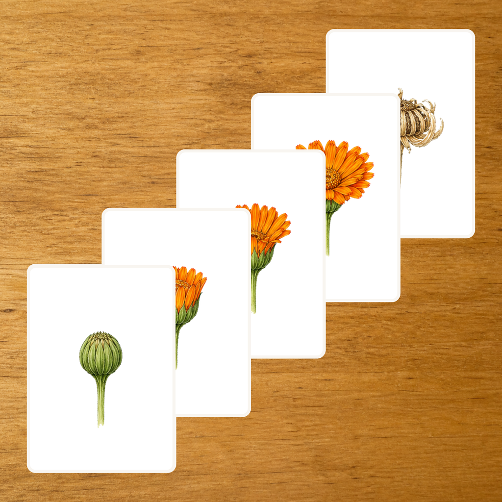 Floraison du Calendula - Cartes séquentielles - PDF à imprimer