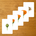 Floraison du Calendula - Cartes séquentielles - PDF à imprimer