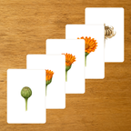 Floraison du Calendula - Cartes séquentielles - PDF à imprimer