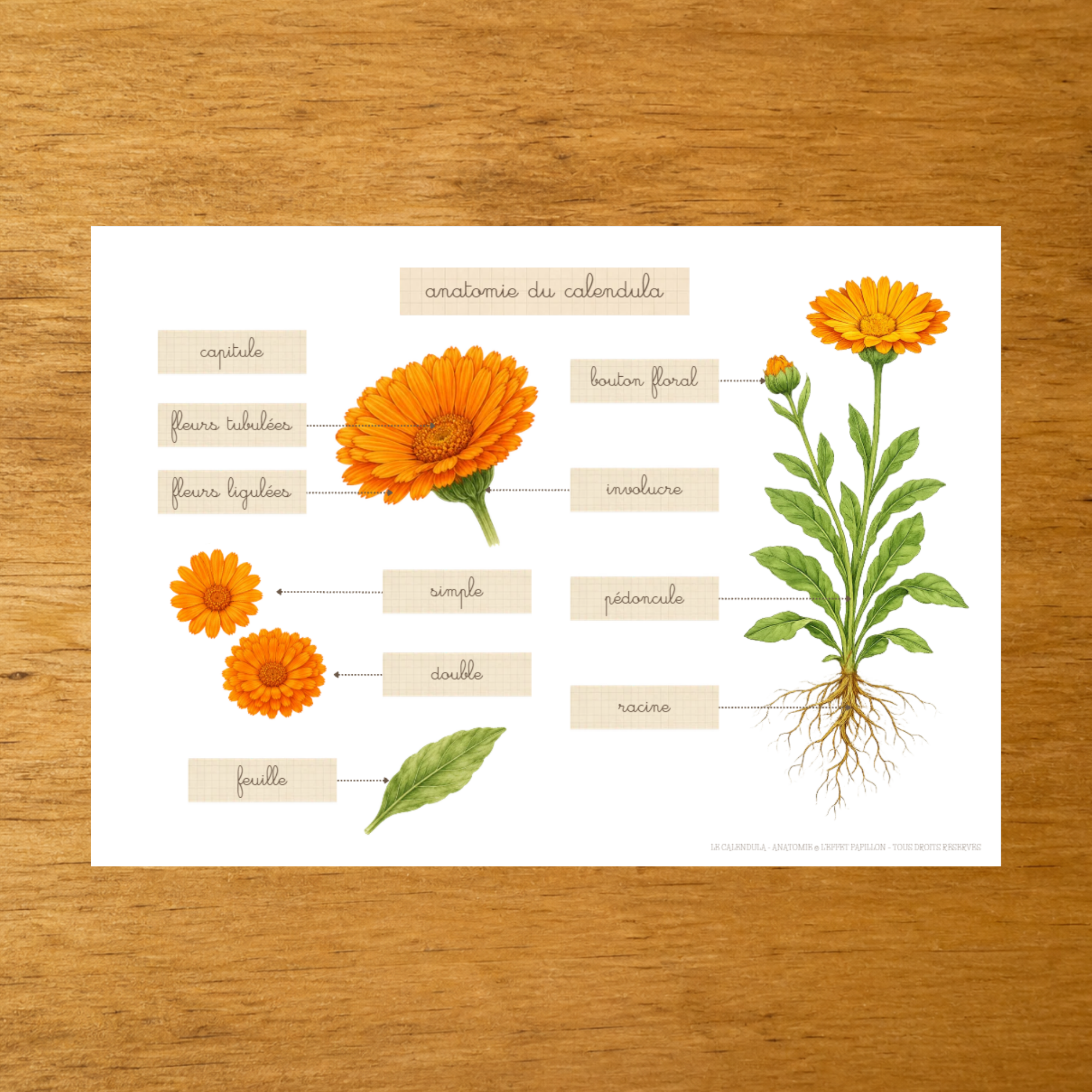 L'anatomie du Calendula - Fiches d'écriture - PDF à imprimer