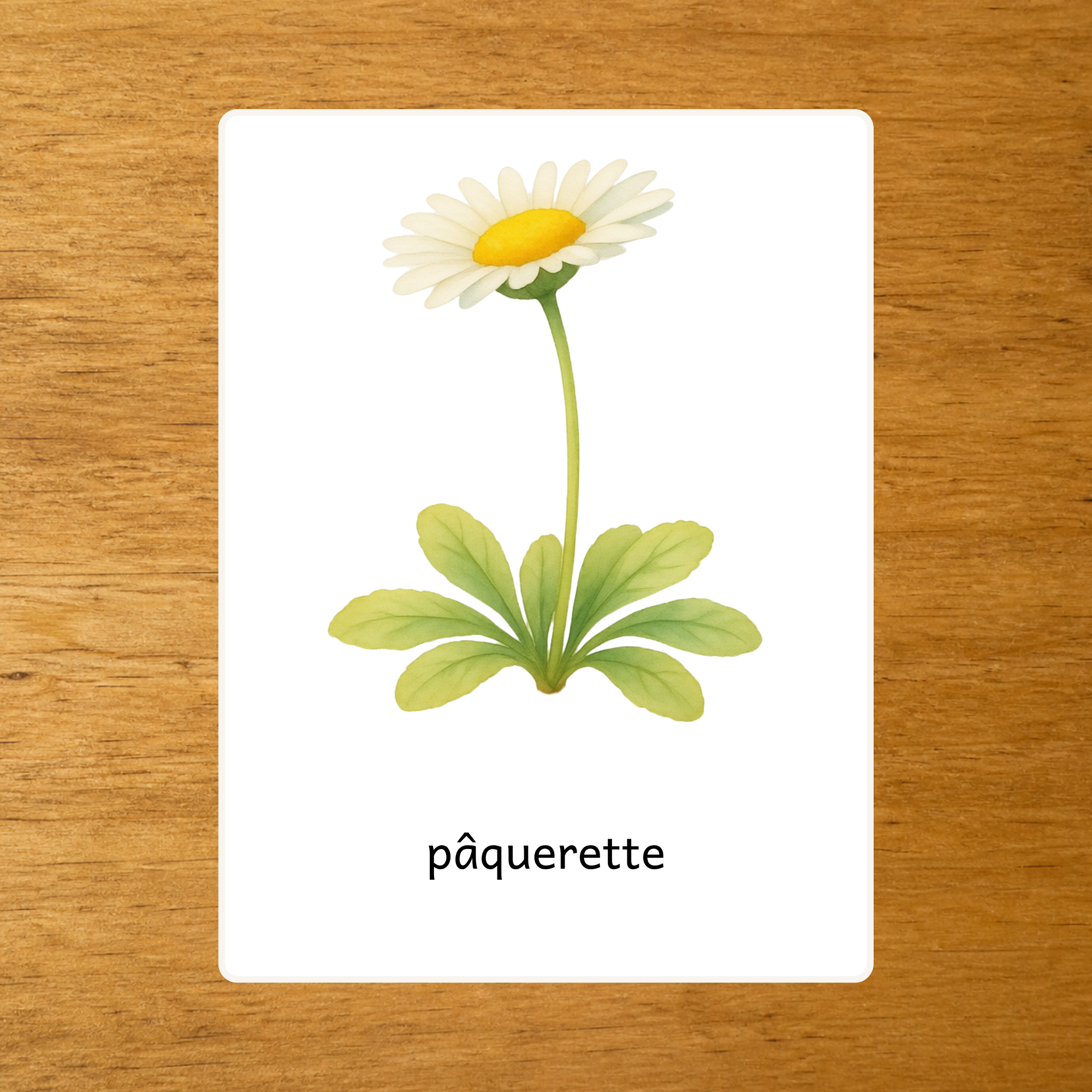 Les Fleurs - Nomenclature des variétés