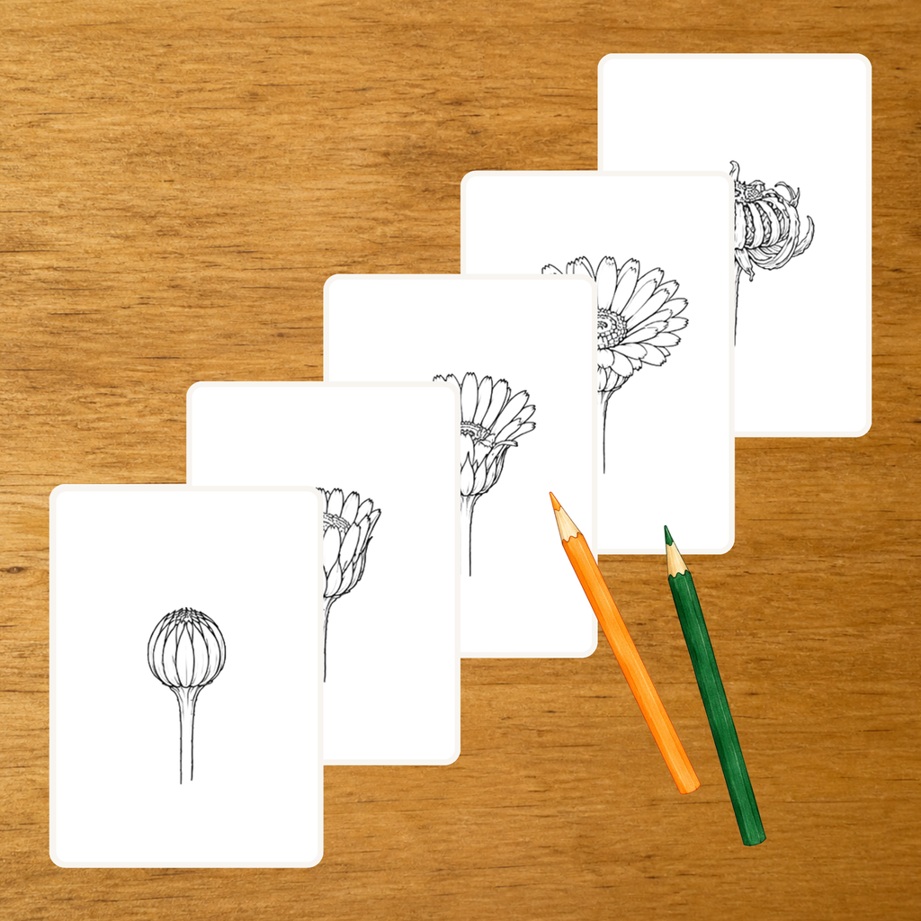 Floraison du Calendula - Cartes séquentielles - PDF à imprimer