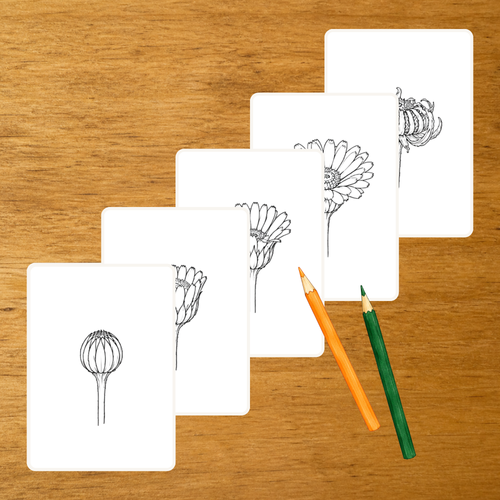 Floraison du Calendula - Cartes séquentielles - PDF à imprimer
