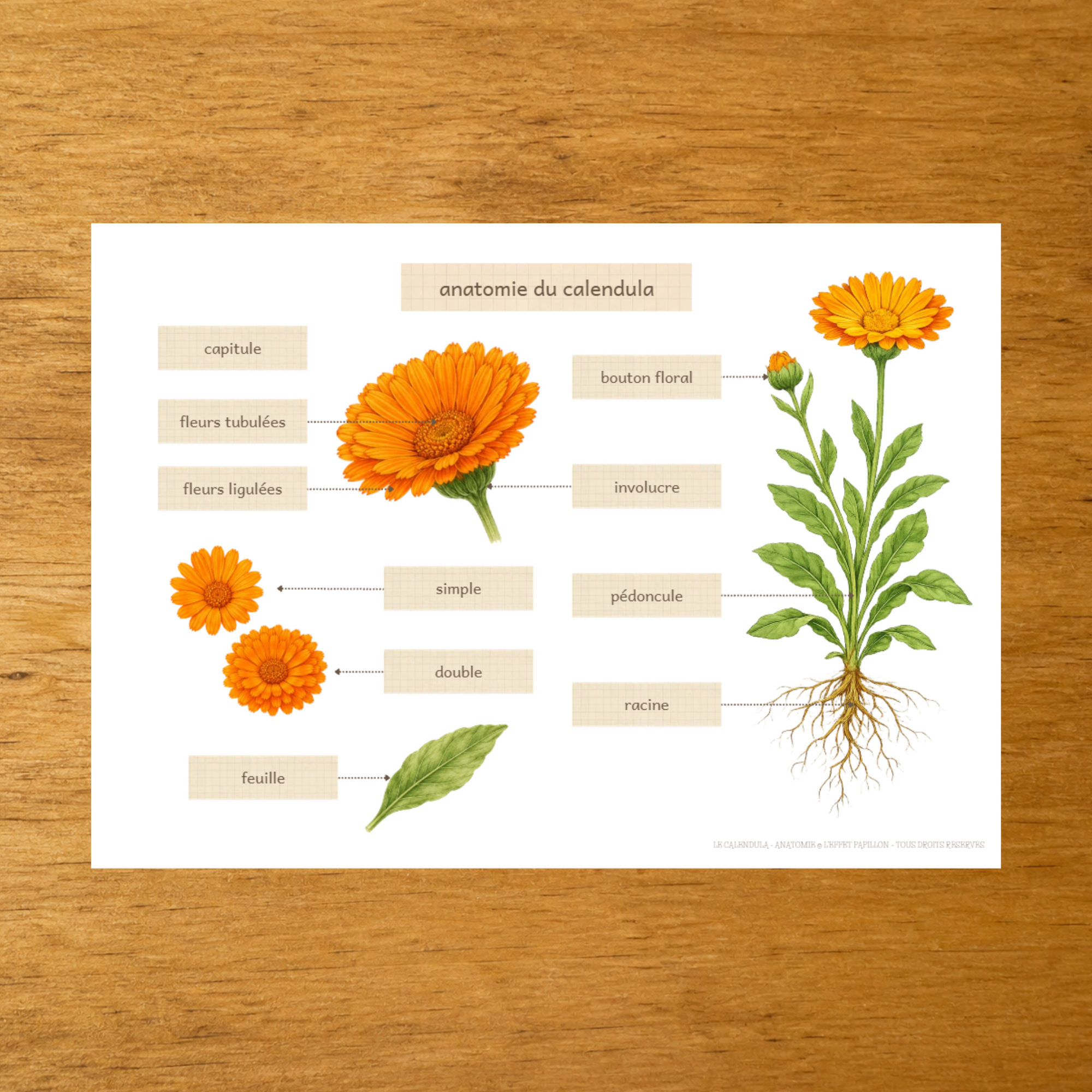 L'anatomie du Calendula - Fiches d'écriture - PDF à imprimer