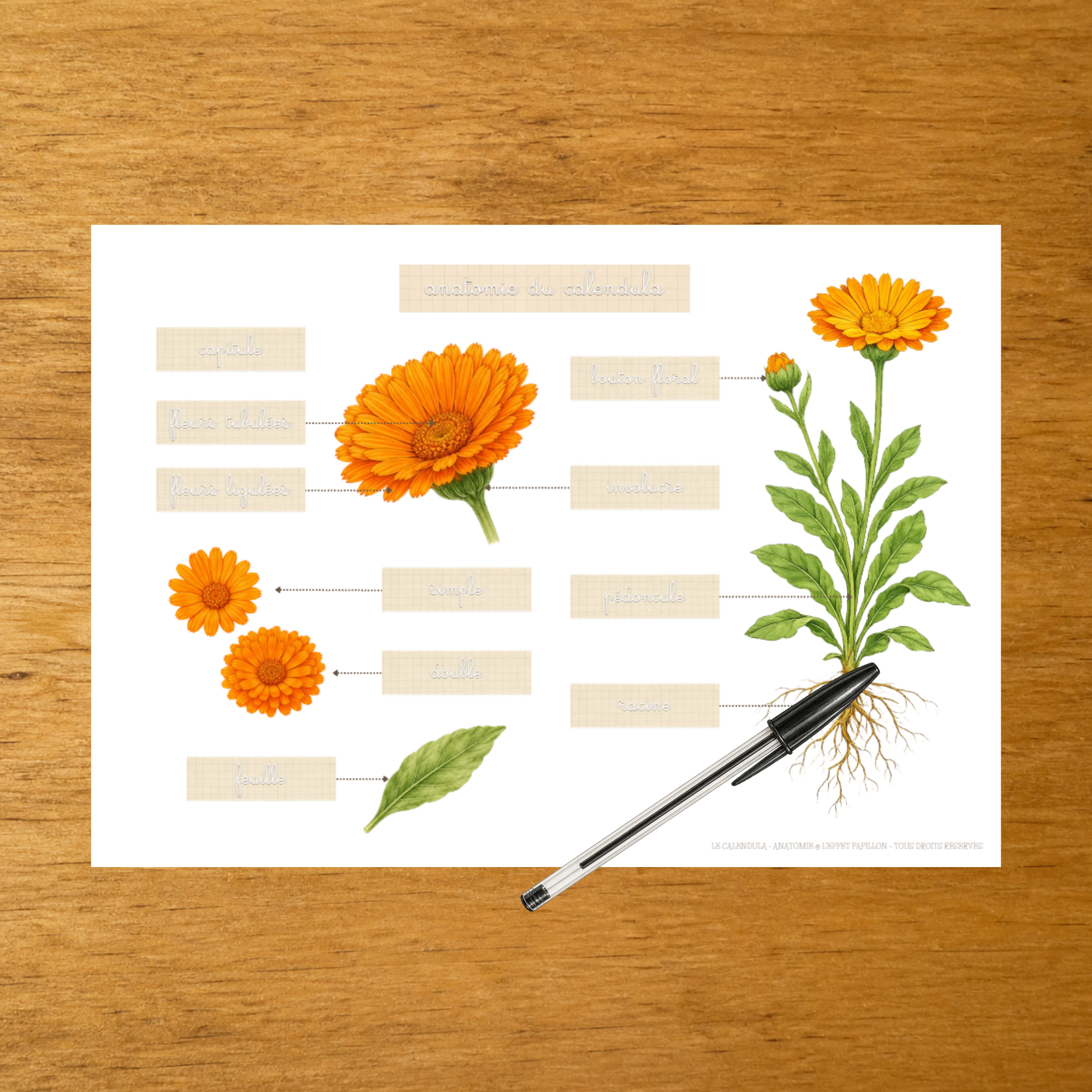 L'anatomie du Calendula - Fiches d'écriture - PDF à imprimer