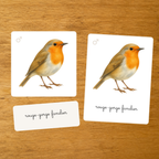 Les Oiseaux - Nomenclature des espèces