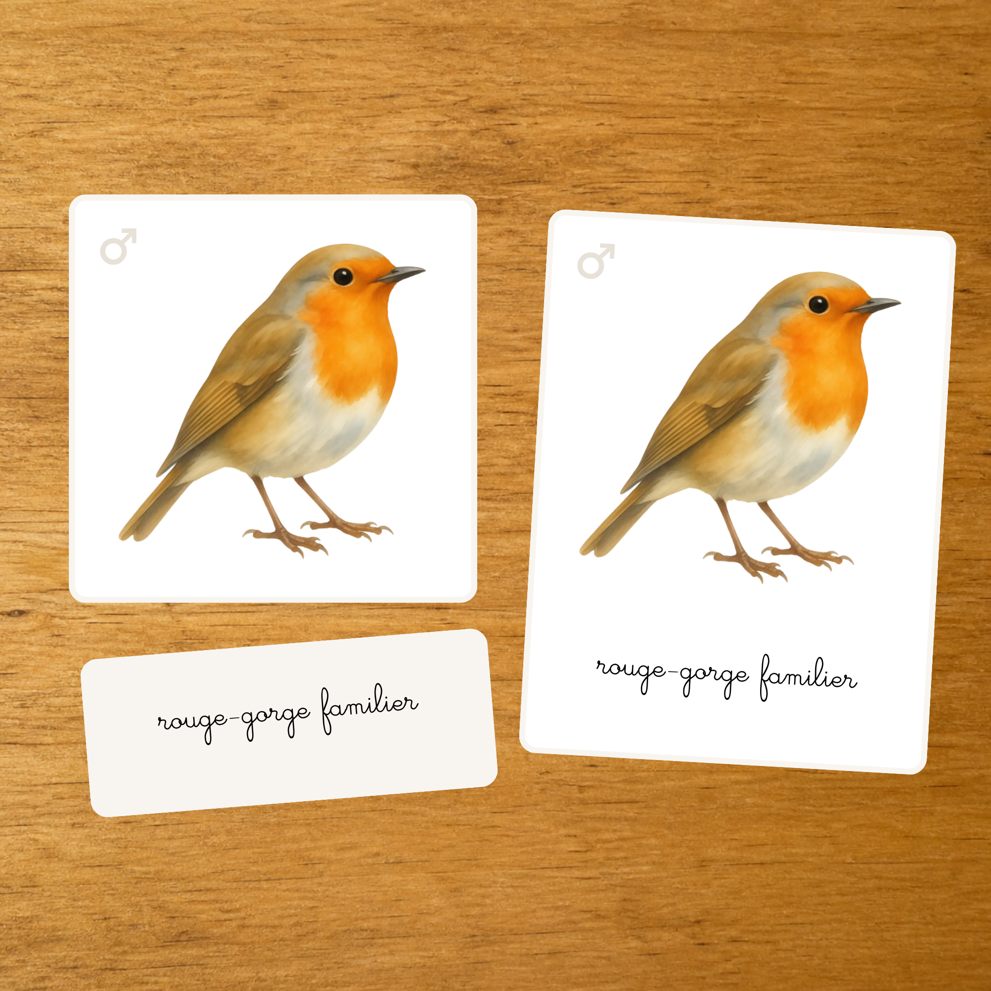 Les Oiseaux - Nomenclature des espèces