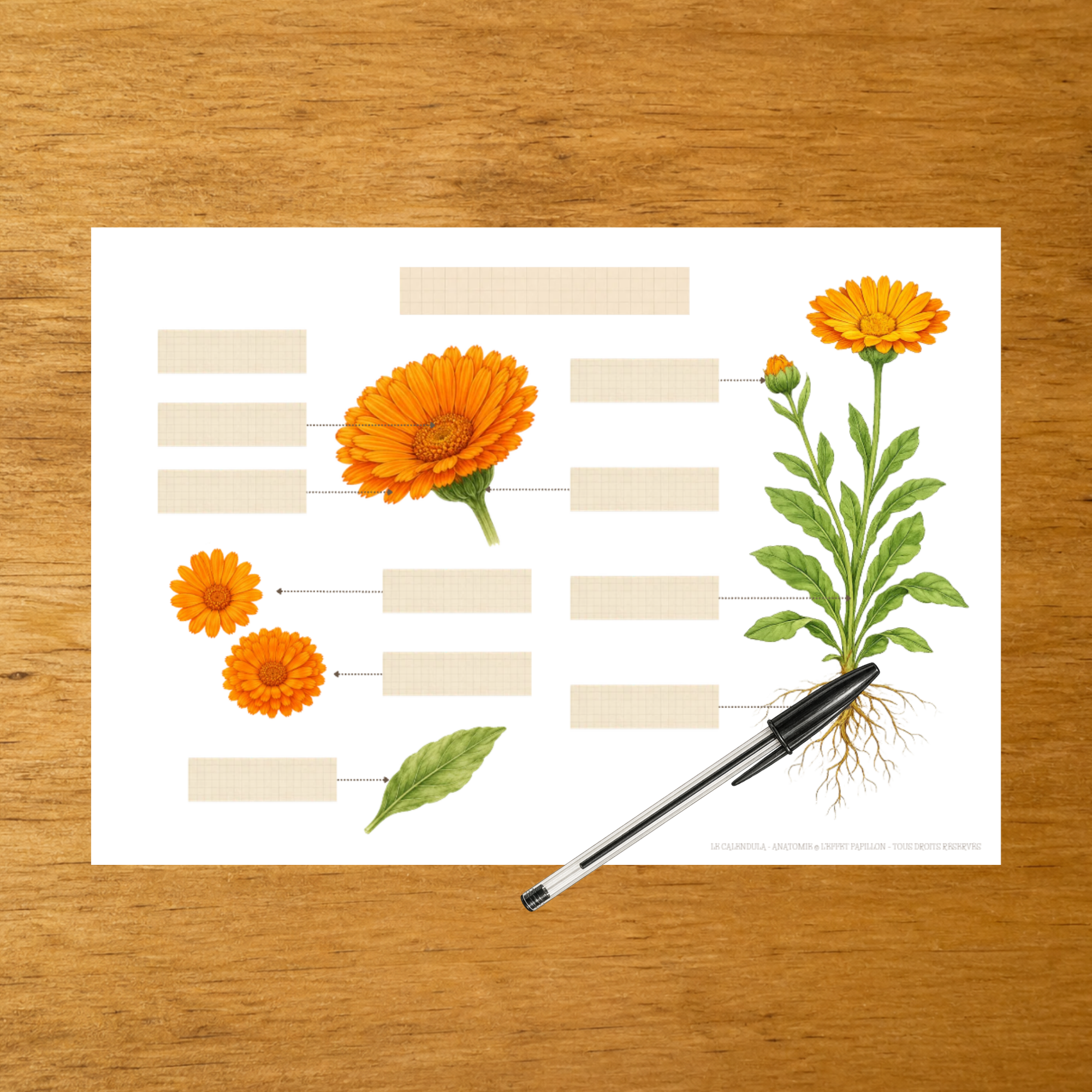 L'anatomie du Calendula - Fiches d'écriture - PDF à imprimer