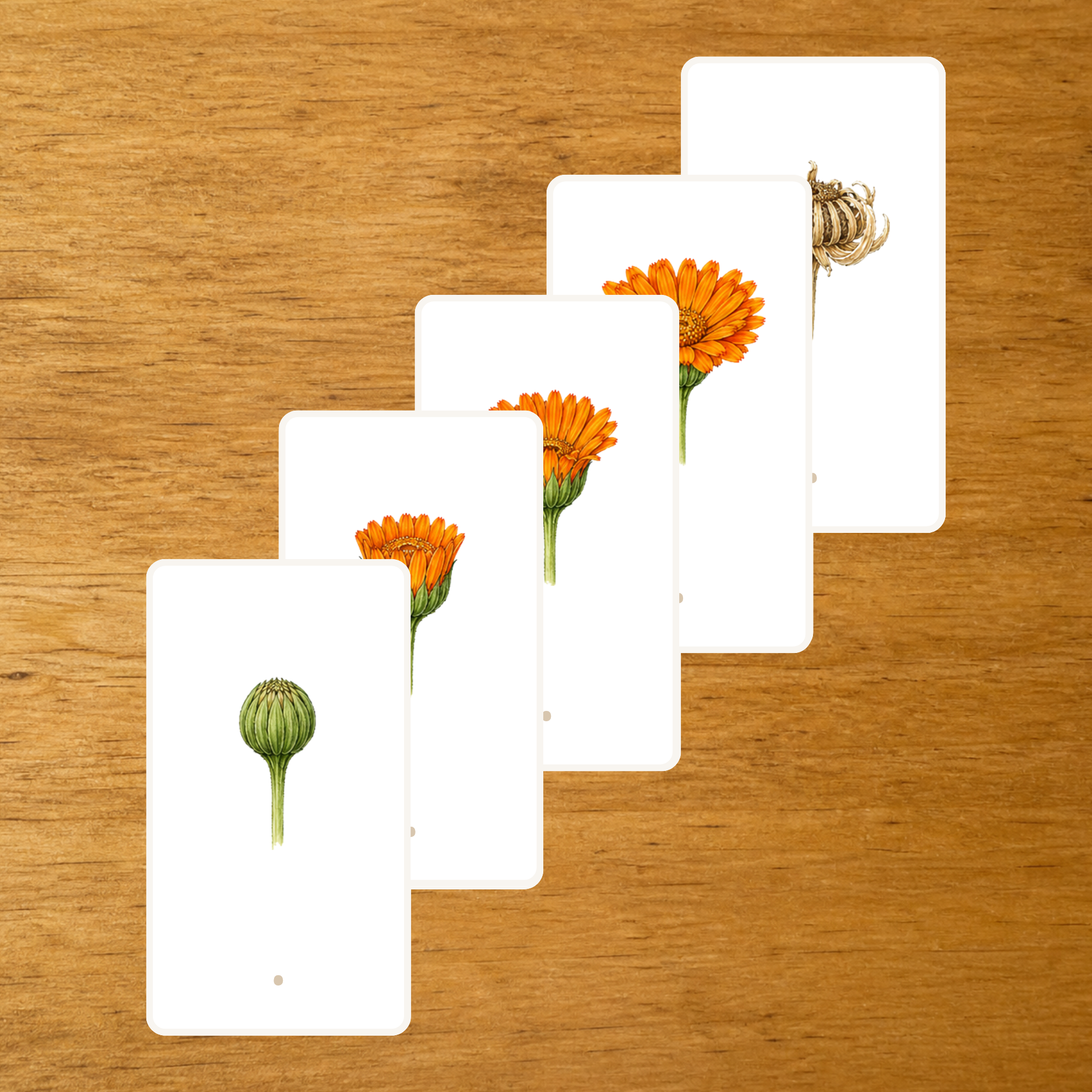 Floraison du Calendula - Cartes séquentielles - PDF à imprimer