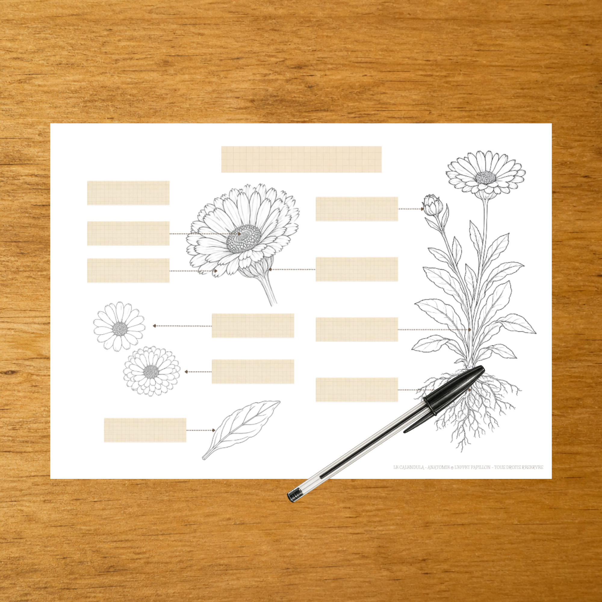 L'anatomie du Calendula - Fiches d'écriture - PDF à imprimer