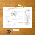 L'anatomie du Calendula - Fiches d'écriture - PDF à imprimer