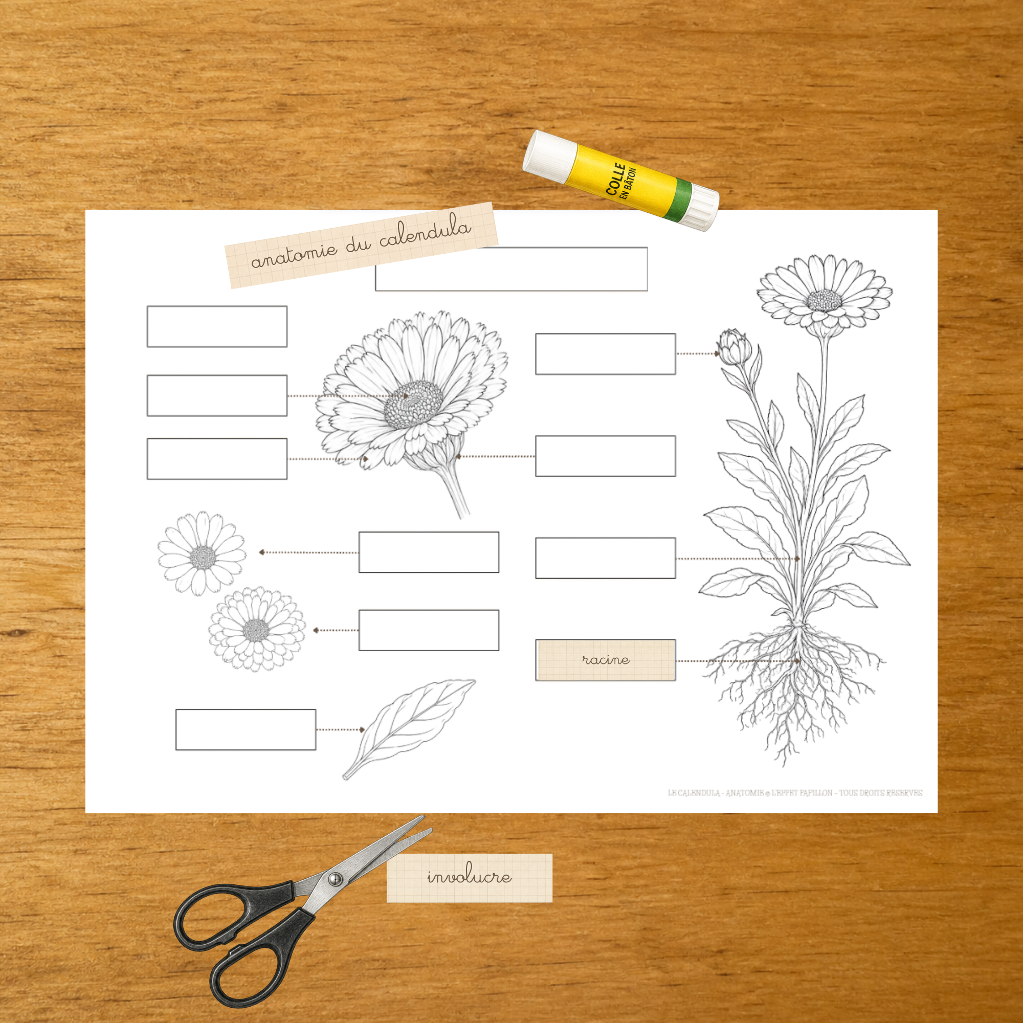 L'anatomie du Calendula - Fiches d'écriture - PDF à imprimer
