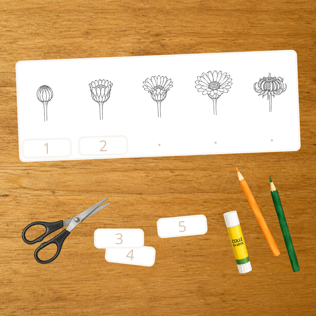 Floraison du Calendula - Cartes séquentielles - PDF à imprimer