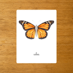 Les Papillons - Nomenclature d'anatomie