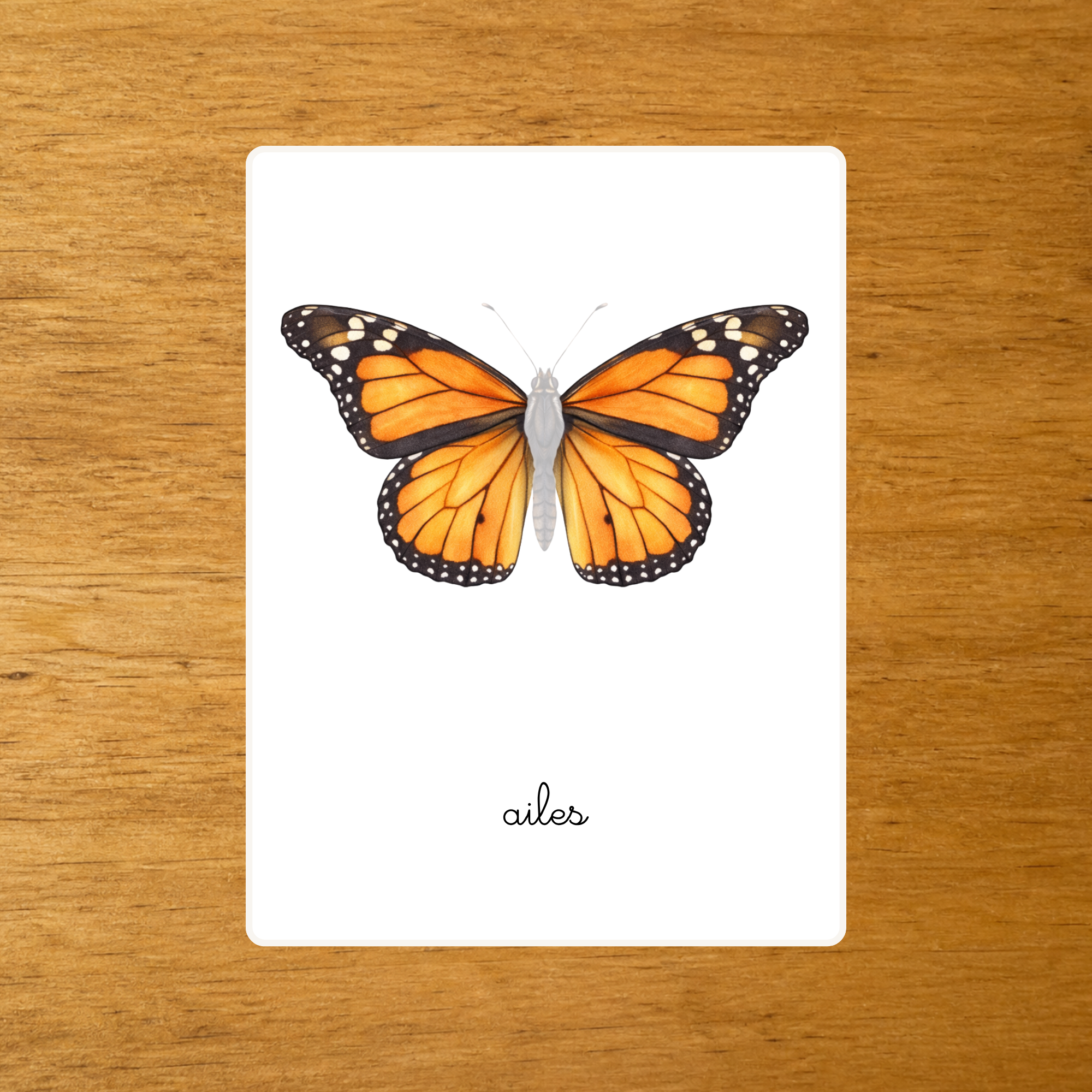 Les Papillons - Nomenclature d'anatomie