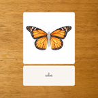 Les Papillons - Nomenclature d'anatomie