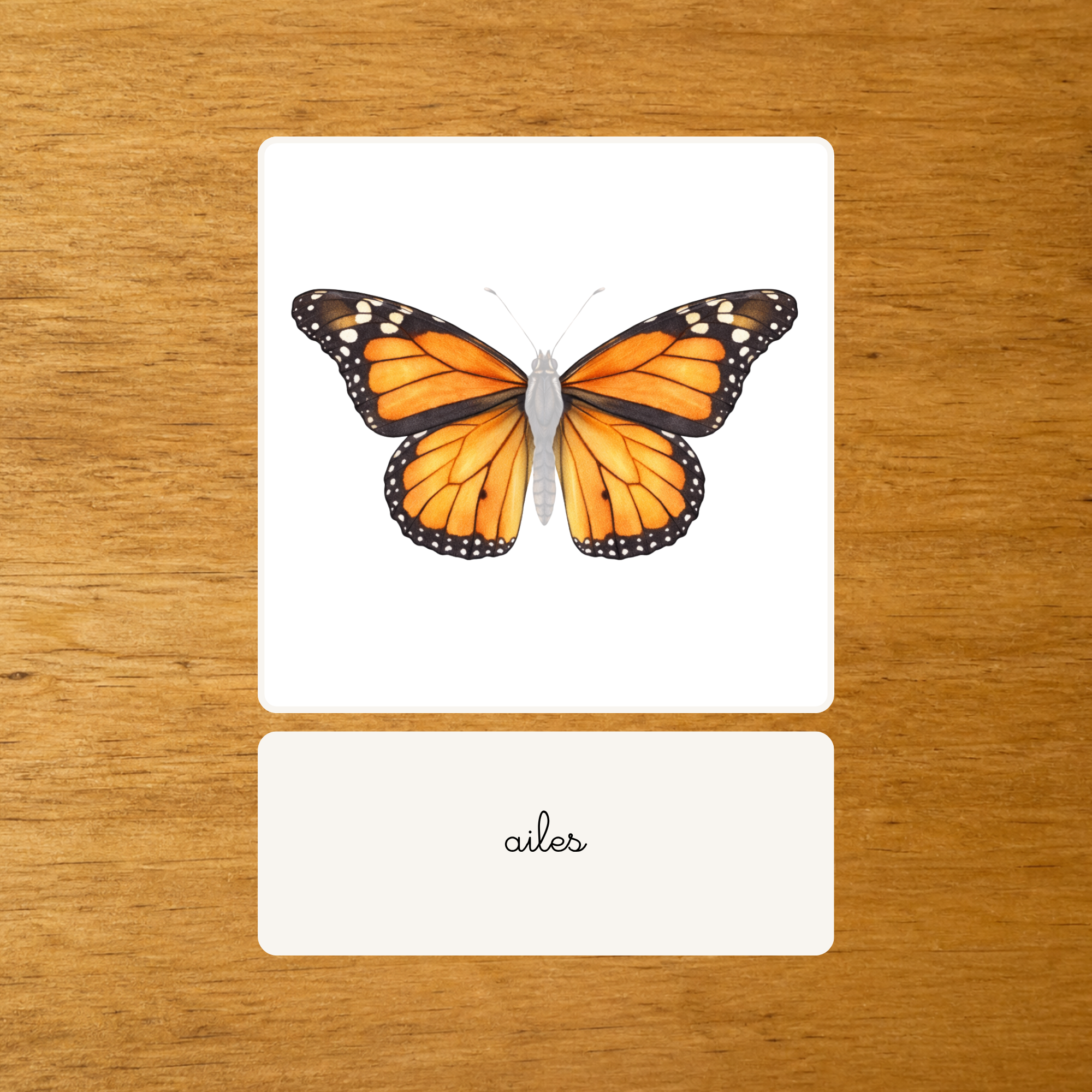 Les Papillons - Nomenclature d'anatomie