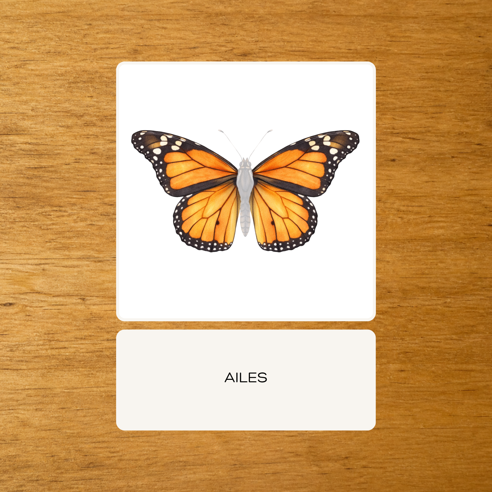 Les Papillons - Nomenclature d'anatomie