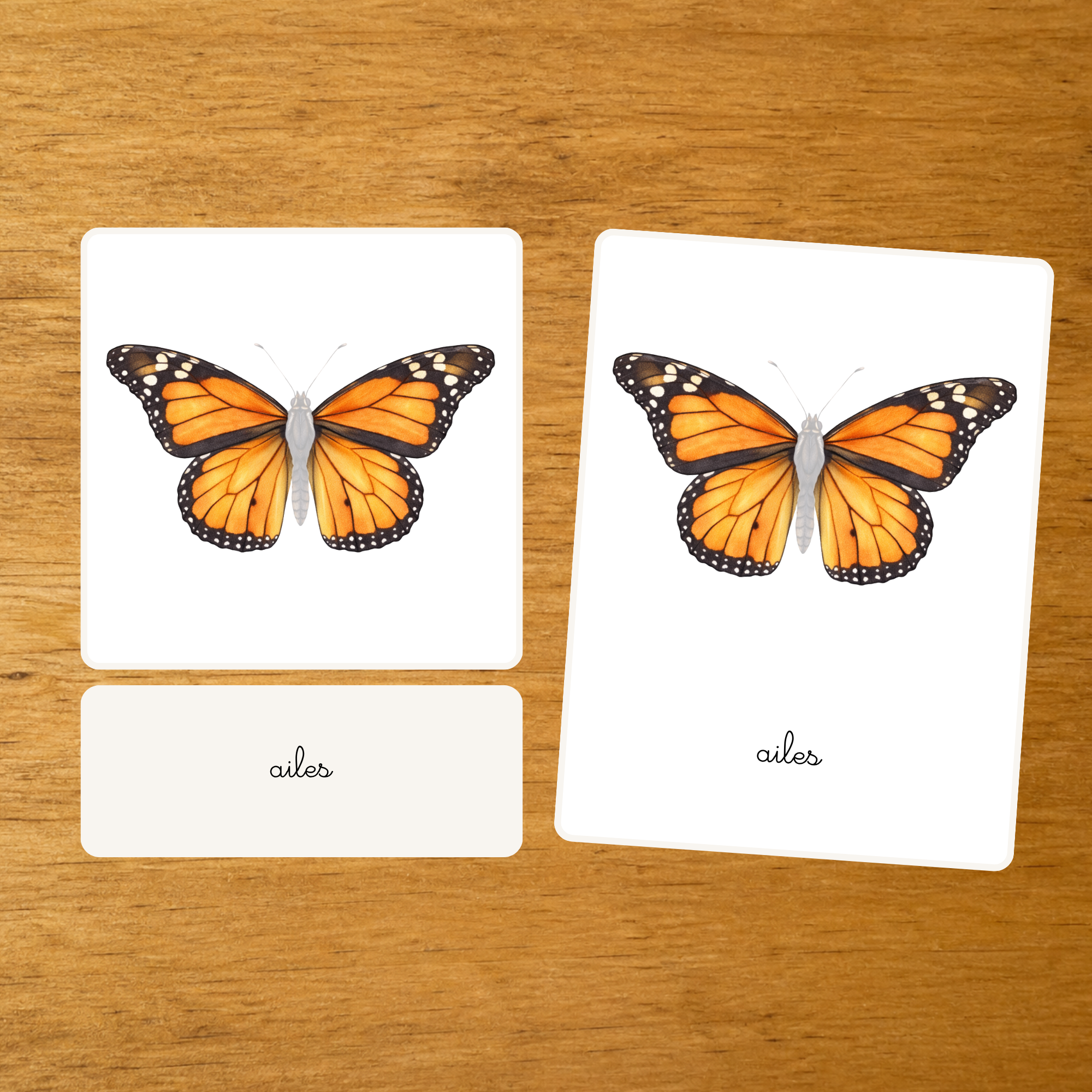 Les Papillons - Nomenclature d'anatomie