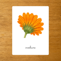 Anatomie du Calendula - Cartes de nomenclature - PDF à imprimer