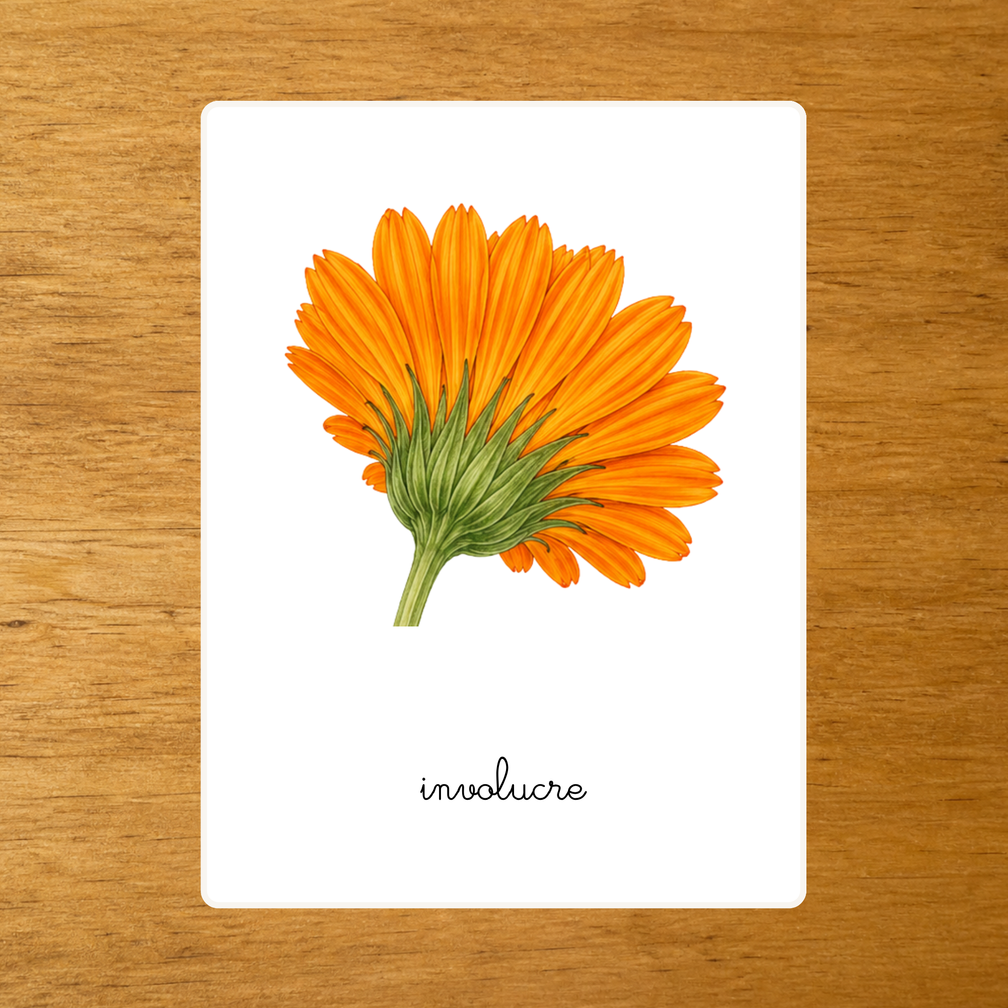 Anatomie du Calendula - Cartes de nomenclature - PDF à imprimer