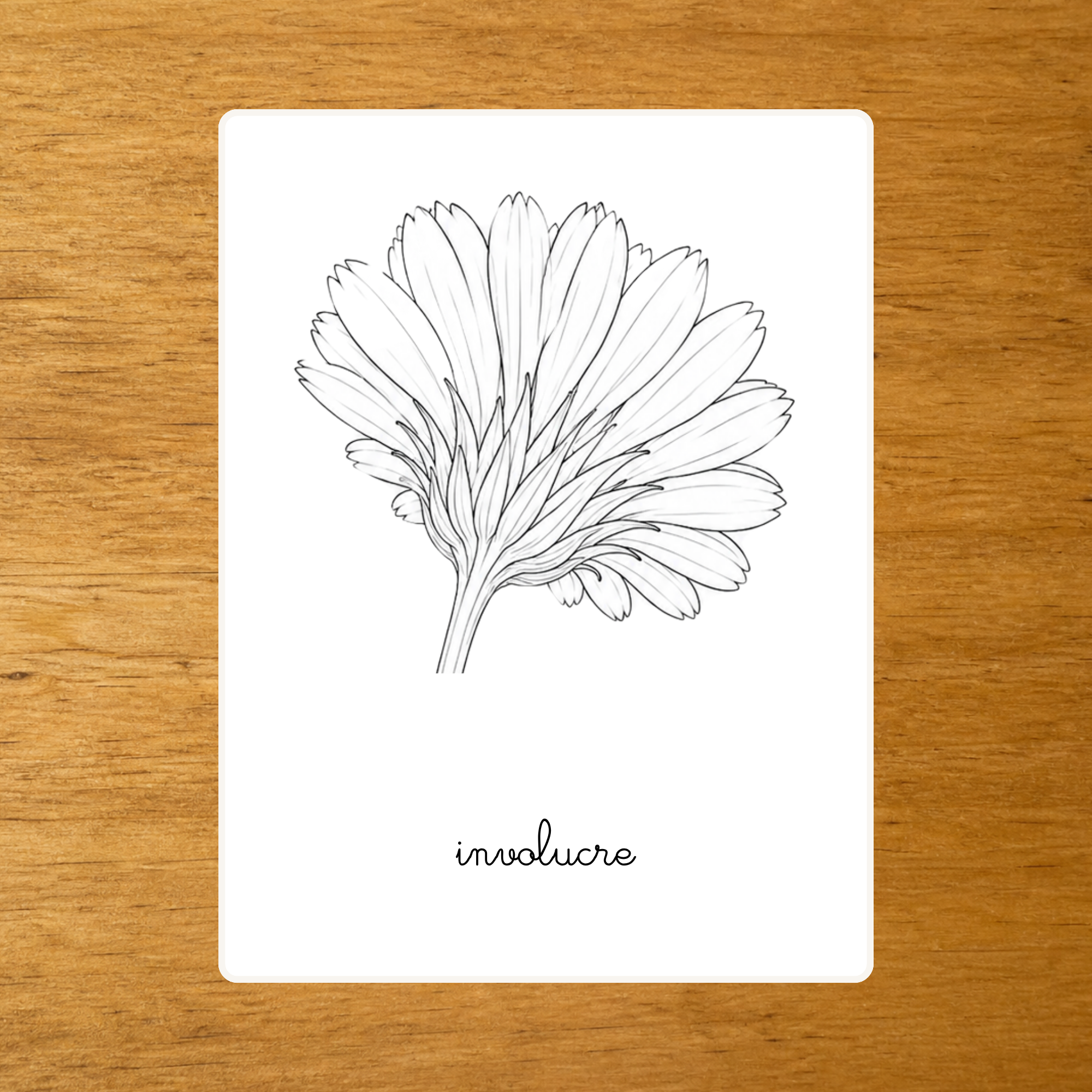 Anatomie du Calendula - Cartes de nomenclature - PDF à imprimer