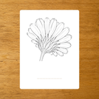 Anatomie du Calendula - Cartes de nomenclature - PDF à imprimer