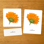 Anatomie du Calendula - Cartes de nomenclature - PDF à imprimer