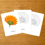 Anatomie du Calendula - Cartes de nomenclature - PDF à imprimer