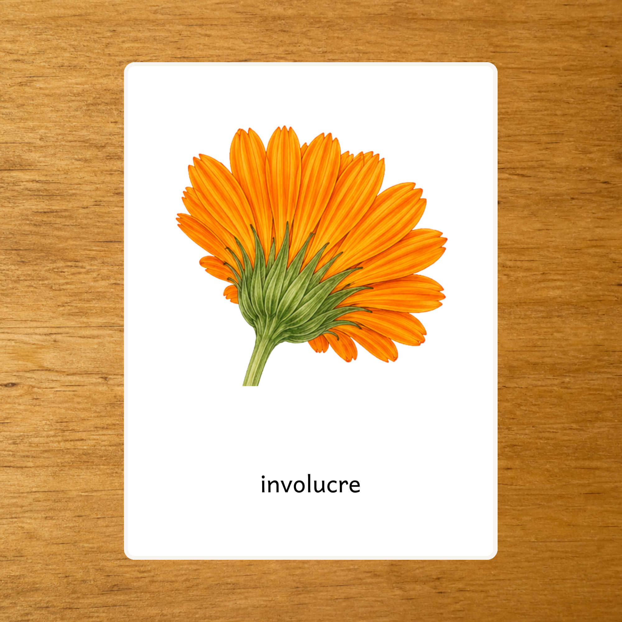 Anatomie du Calendula - Cartes de nomenclature - PDF à imprimer