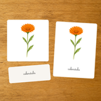 Le Calendula - Carte de nomenclature - PDF à imprimer