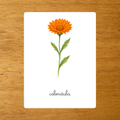 Le Calendula - Carte de nomenclature - PDF à imprimer