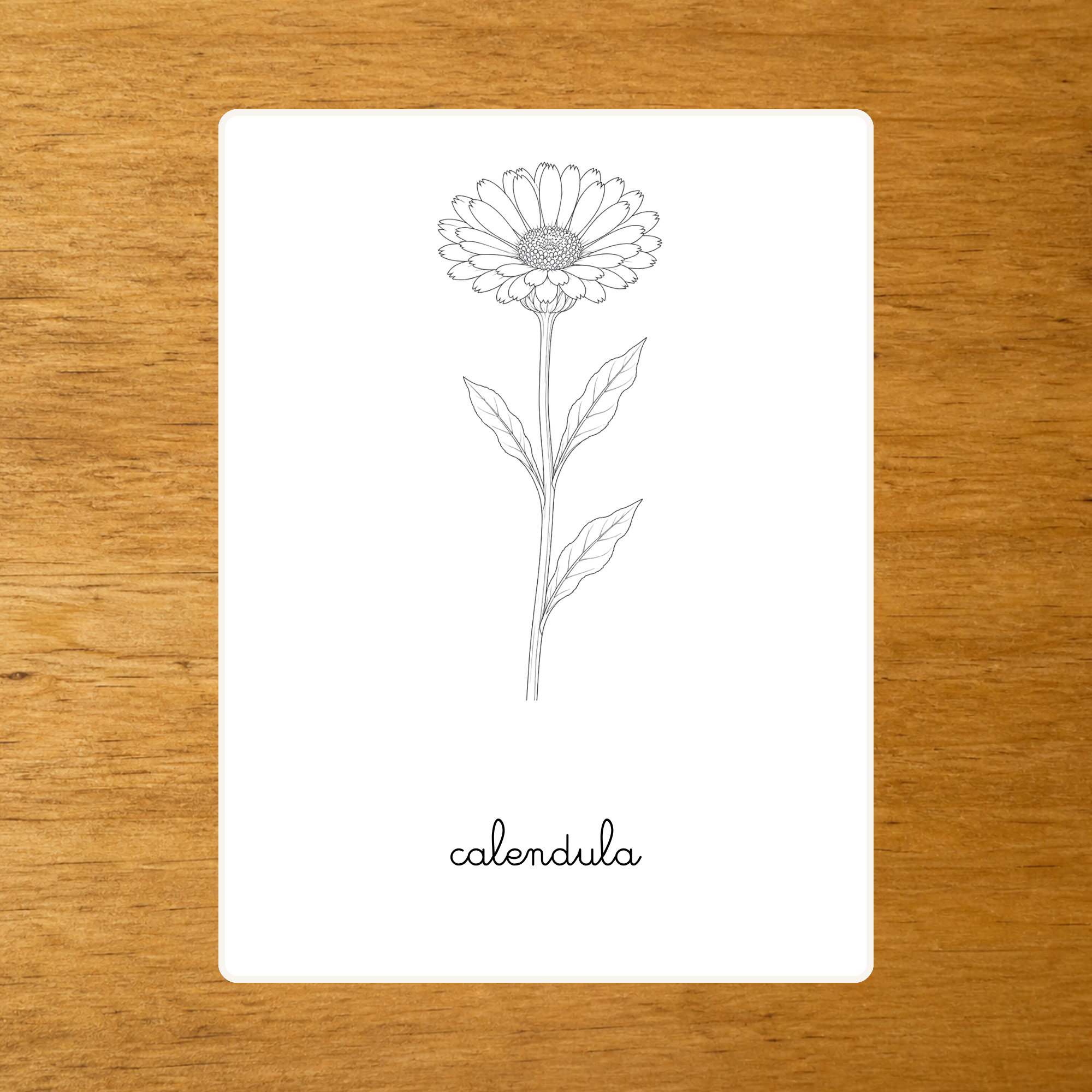Le Calendula - Carte de nomenclature - PDF à imprimer