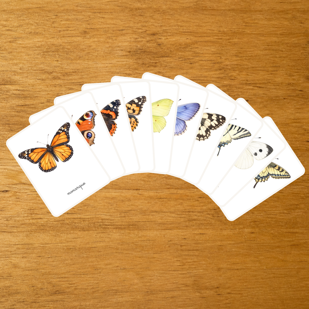Les Papillons - Nomenclature des espèces