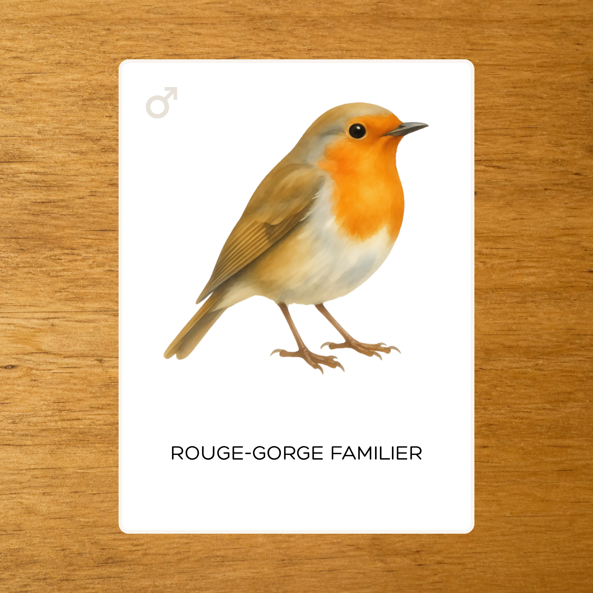 Les Oiseaux - Nomenclature des espèces
